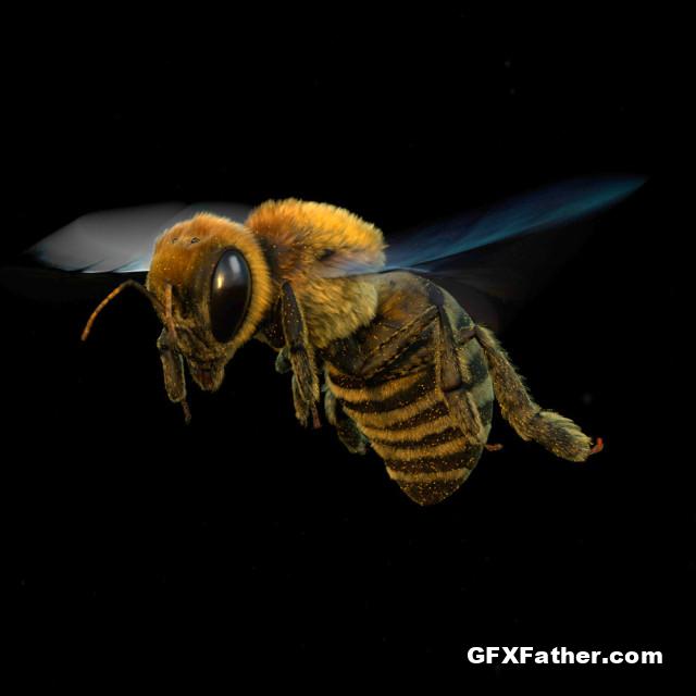 CGCircuit Create & animate A Realistic Honeybee