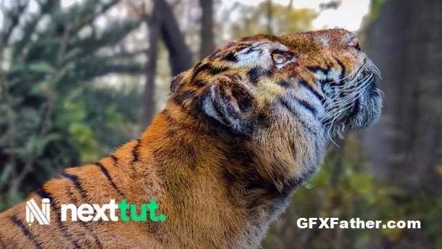 Udemy Animal Creation for Film Tiger