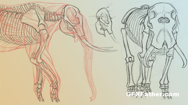 The Gnomon Workshop Elephant Anatomy Vol. 1 Drawing Skeletons & Musculature