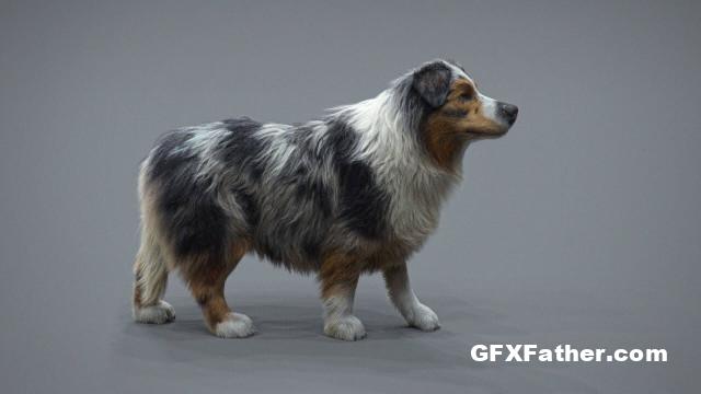 Gnomon Workshop - Realistic Dog Grooming for Production with XGen